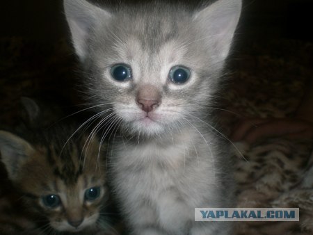 Котовторник на ЯПлакалъ (20.05.08), прикольные коты, добавляем свои!