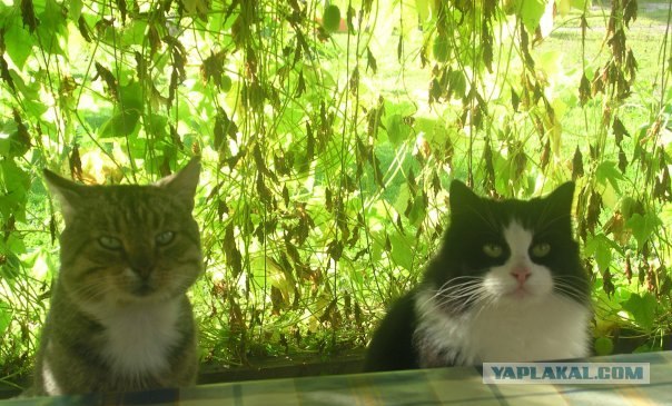 Уррааа! Котовторник на ЯПлакалъ!