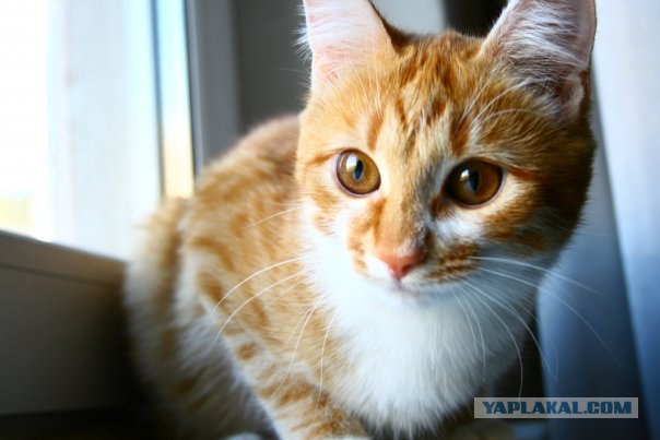 Котовторник на 03.02.2009
