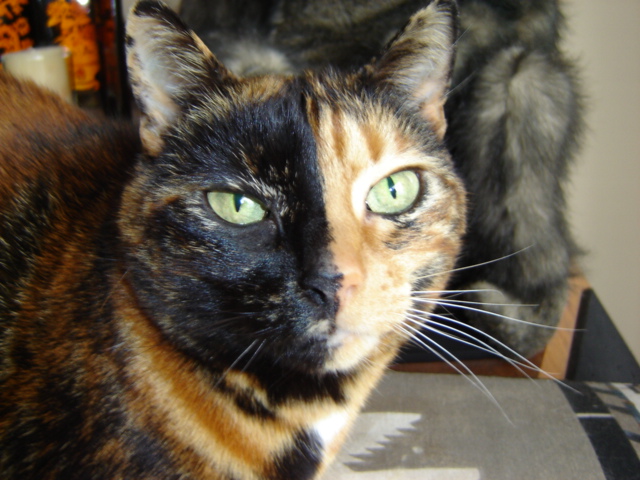 Просто Котовторник