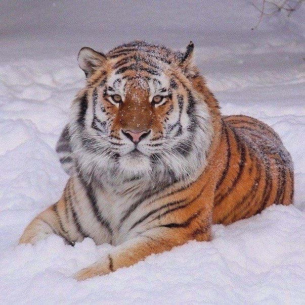 Живность из сети