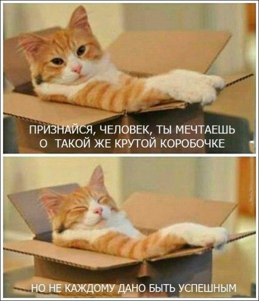 Почему кошки так любят коробки?