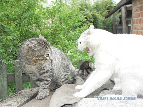 И снова во вторник - котовторник