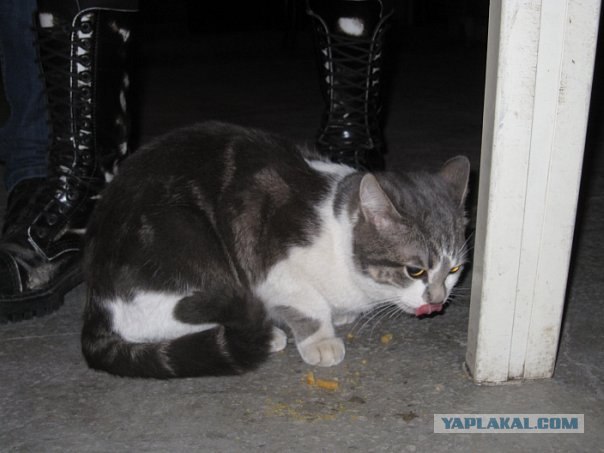 Первый котовторник августа