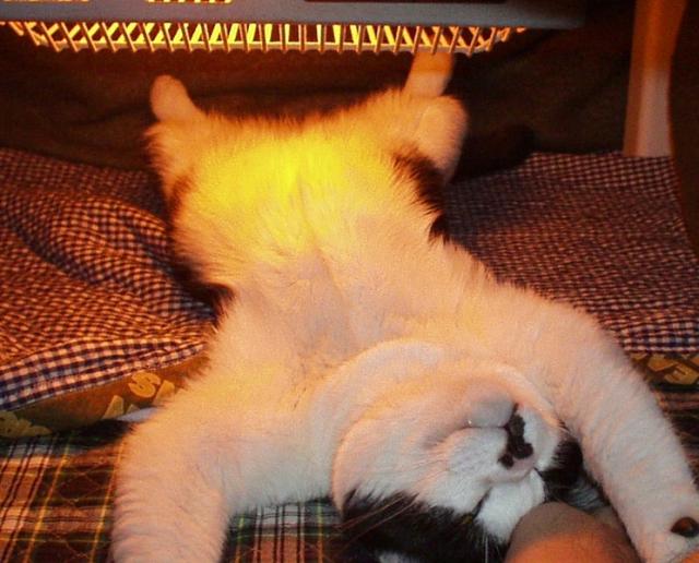 Котейкин вторник! Космический 12.04!