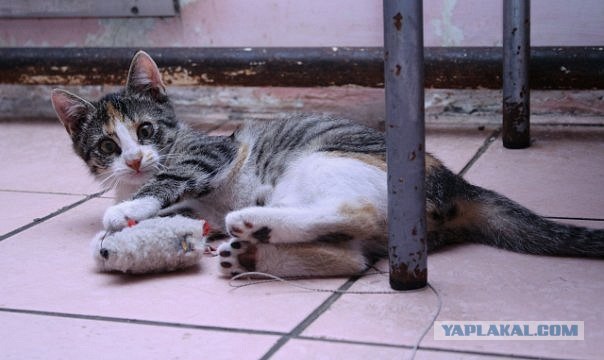 Котовторник на середину июня