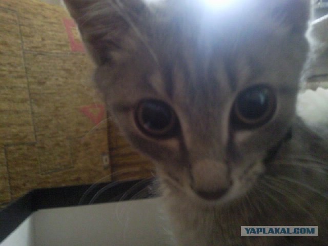 Котовторник в "КотоГетто"