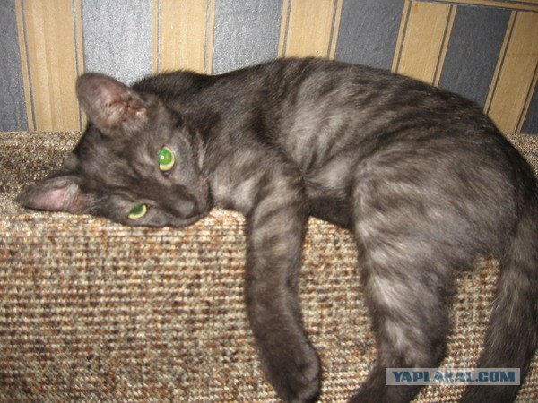 Котовторник 17 января