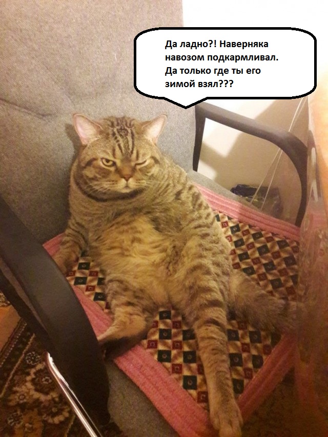 Как я зимой на кухне огурцы выращивал