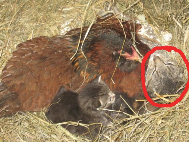 Мама-наседка для... котят!