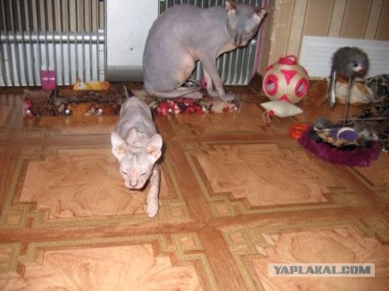 Котовторник (15.05.2012)