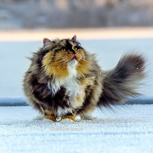 Прикольных котов пост