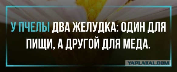 Спорные "интересности" в картинках
