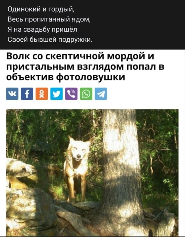Баянисто-небаянистый юмор. 5.11.20.