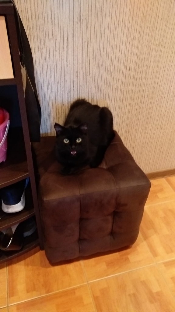 Котовторник. Добавляйте своих