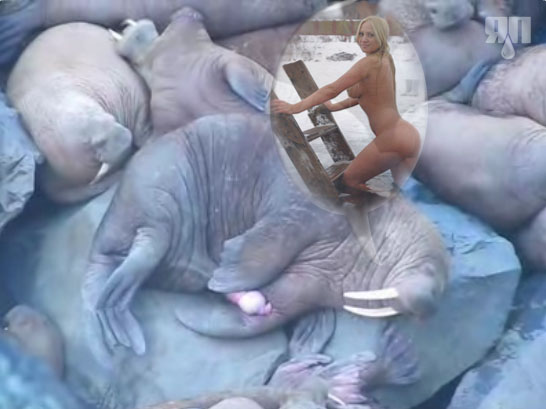 Эротический сон моржа