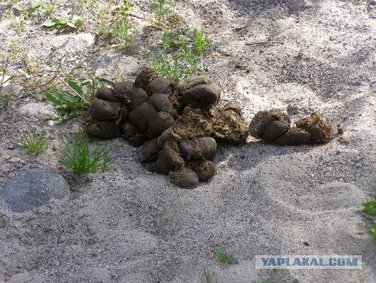 «Кулинарная битва, или рецепт курицы по-азиатски»