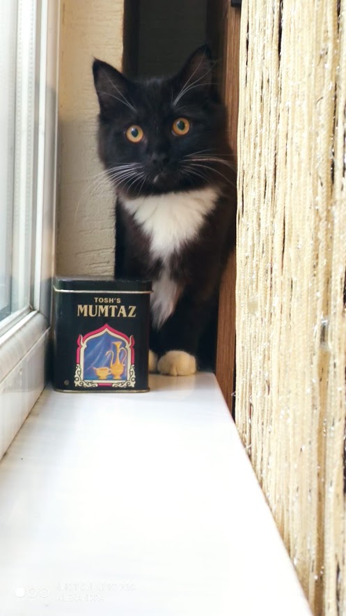 Объясняю коту о пользе гречки