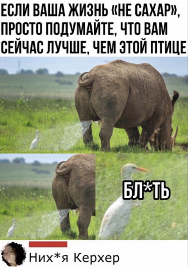 Забавные комментарии из социальных сетей (13.06.22)