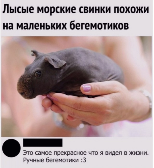 Скриншоты и комментарии из социальных сетей 17.07.22