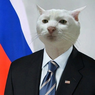 Коточетверг!