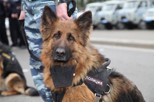 Подборка служебных собак