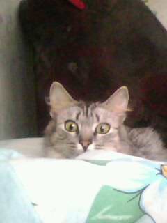 Котовторник 30.04.2013