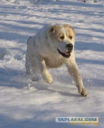 Зачем в городе нужна собака...