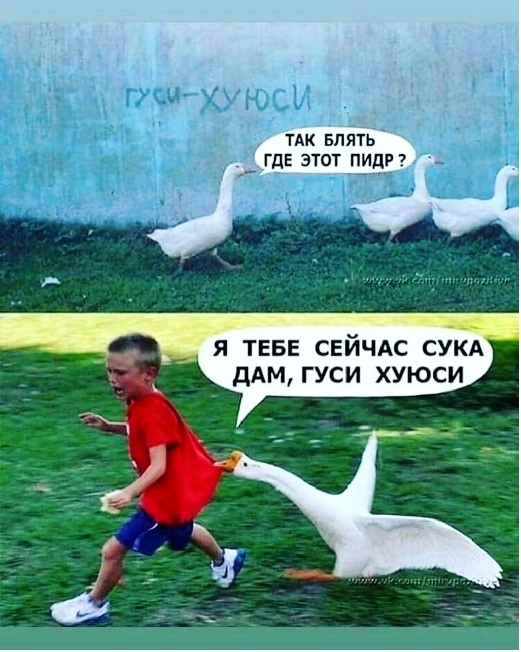 Гусь победил человека, и пошёл хвастаться