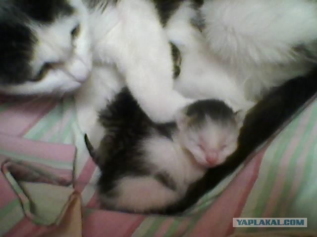 Котовторник 04.06.2013