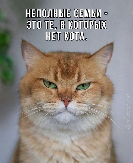К котовторнику: подборка картинок-баянов с котиками и про котиков. Выпуск 2.