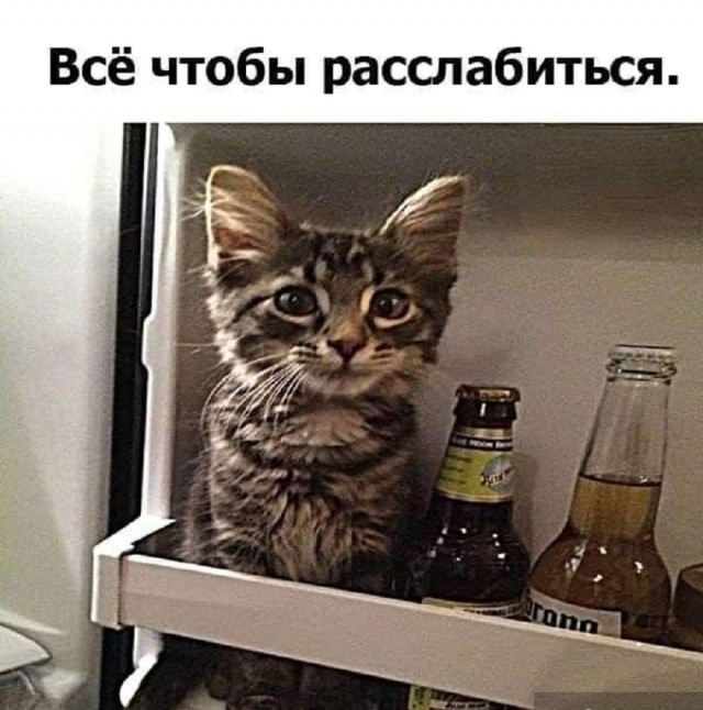 К котовторнику: подборка картинок-баянов с котиками и про котиков. Выпуск 27.