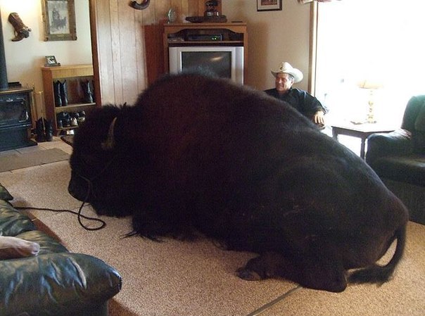 Черный волк