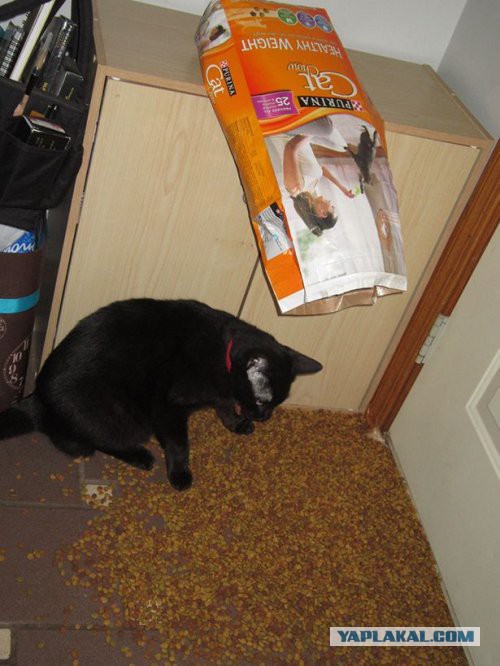 А котик удачно пристроился!