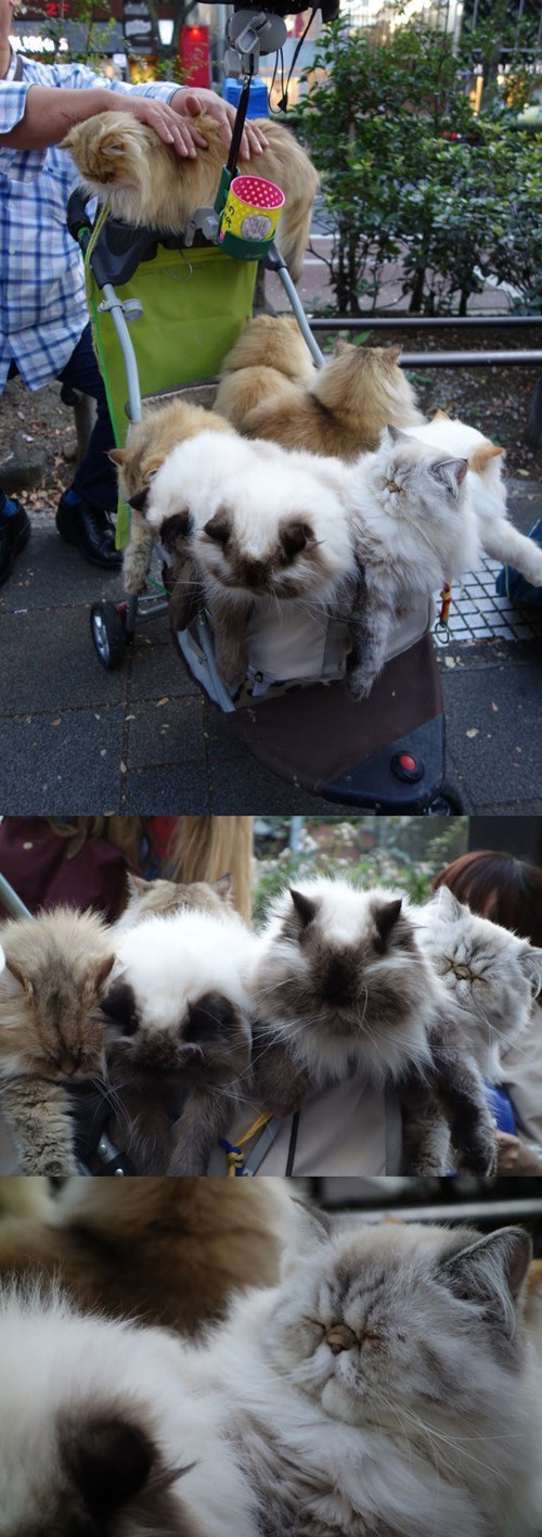 Чуть картинок