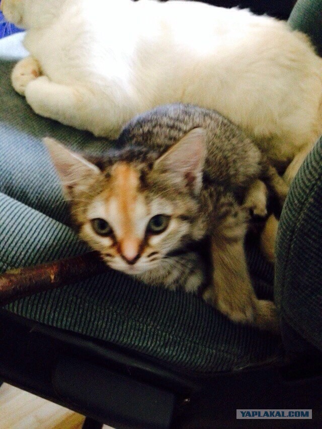 Котовторник