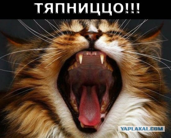 Плюшкиным посвящается