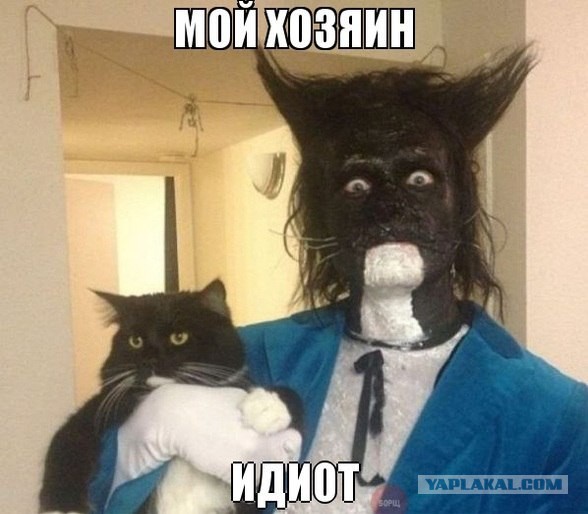 Напугал кошек