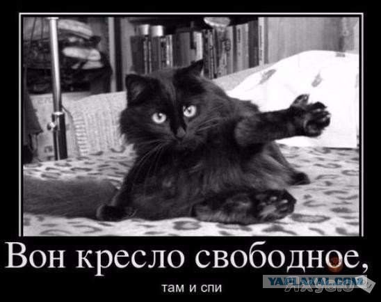 14 кошачьих неприятностей
