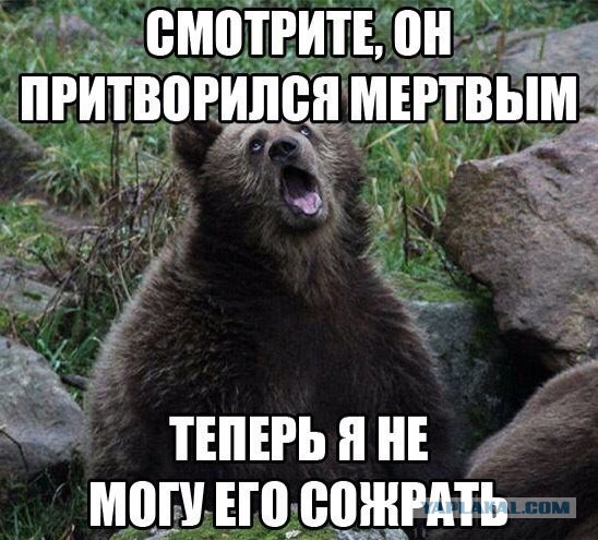 Медведь и алкаши