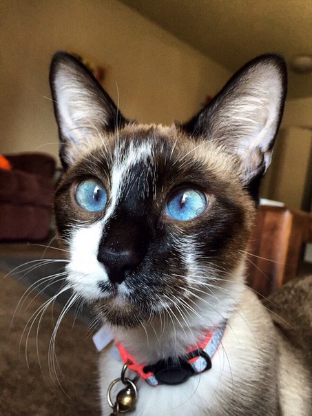 Веселые картинки