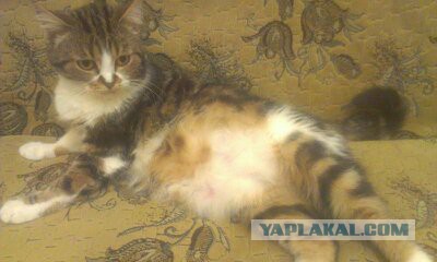 Ваши фотки котов на телефон