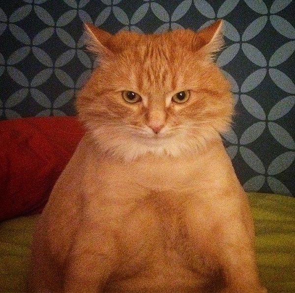 Коты из сети