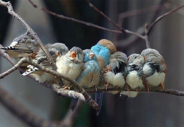 Самые смешные животные