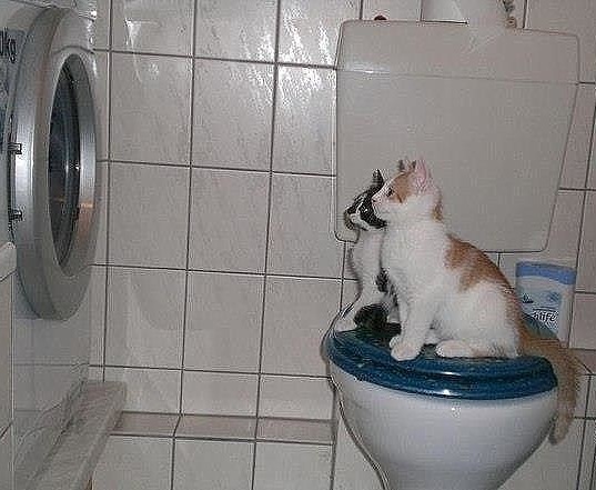 Котовторник 14.03.2017