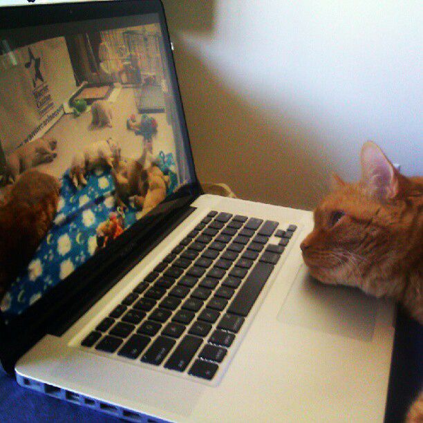 Коты и Кошки