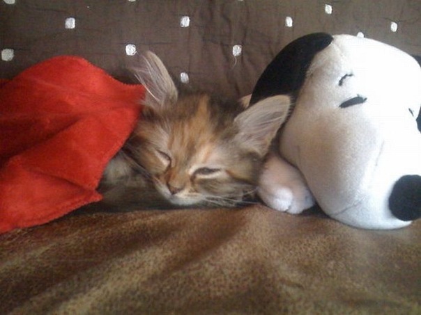 Коты и Кошки