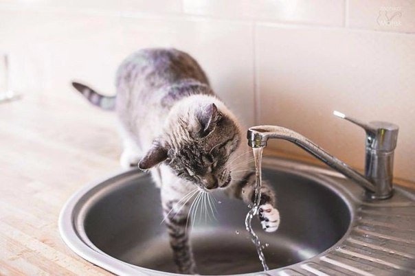 Коты и Кошки
