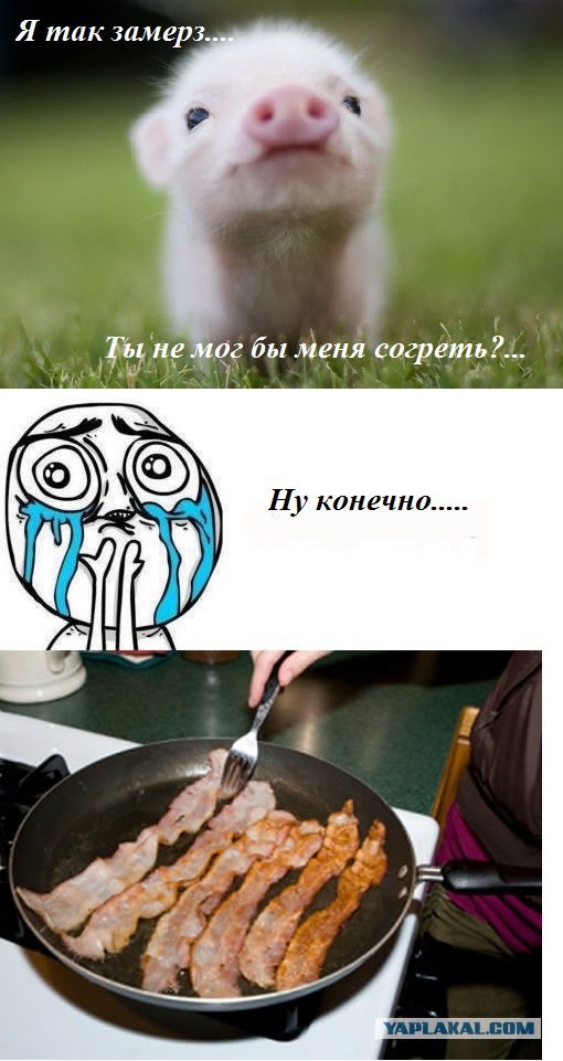 Юмор для многоклеточных. Дурацкие картинки (но это не точно).