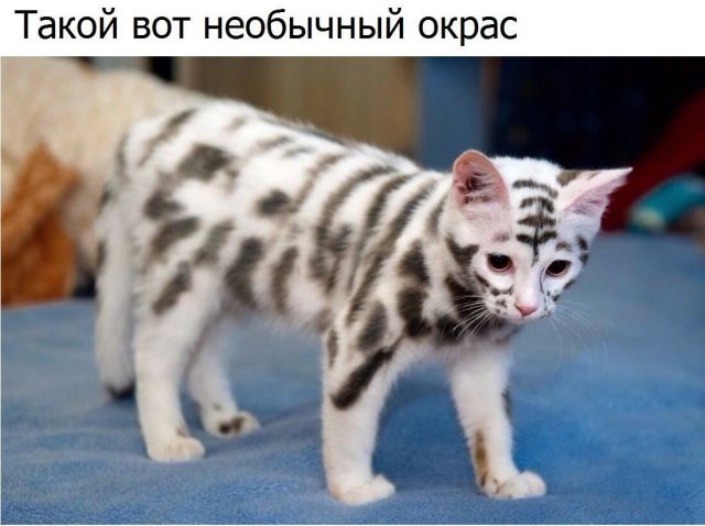 Живность из сети